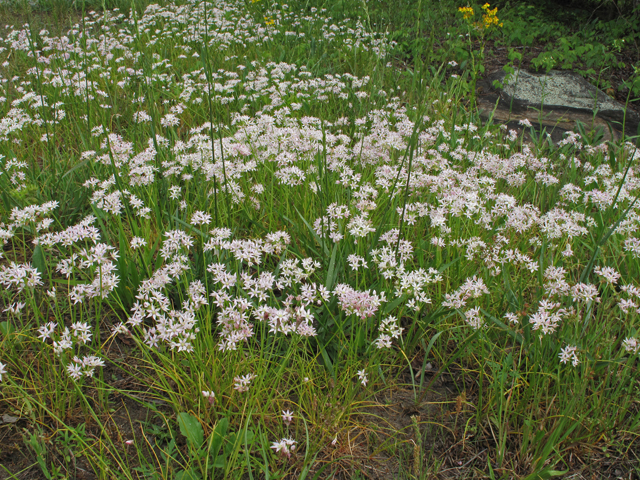 Allium speculae (Flatrock onion) #42754