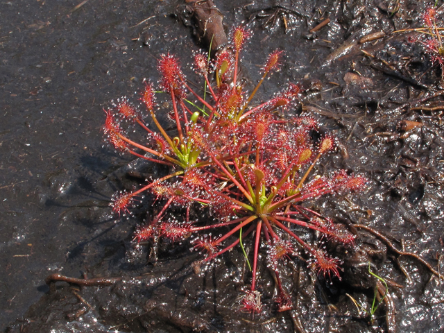 Drosera intermedia (Spoonleaf sundew) #42794