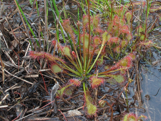 Drosera intermedia (Spoonleaf sundew) #42856