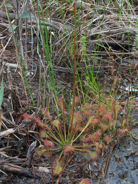 Drosera intermedia (Spoonleaf sundew) #42906