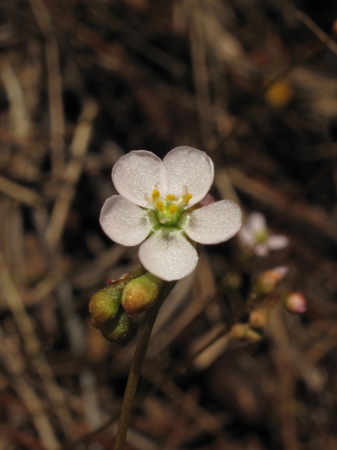 Drosera intermedia (Spoonleaf sundew) #42920