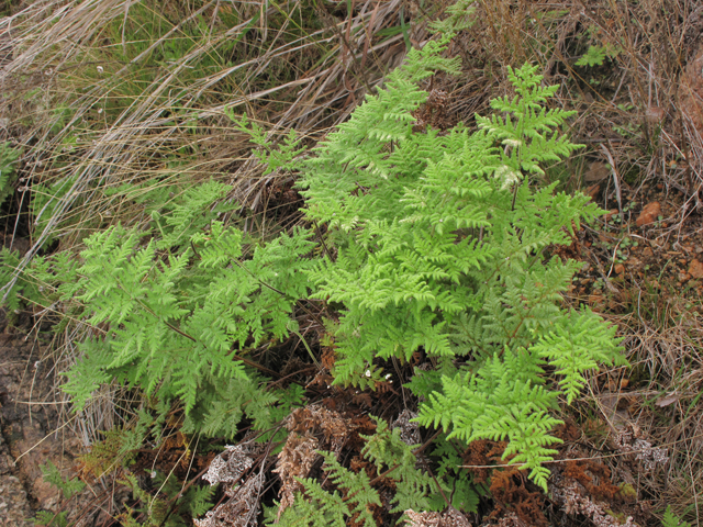 Gaga kaulfussii (Glandular lipfern) #43309