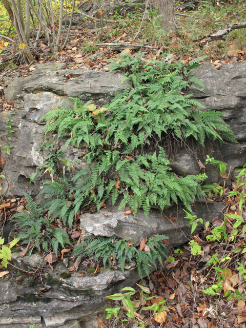 Cheilanthes alabamensis (Alabama lipfern) #43319