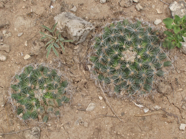 Mammillaria heyderi var. heyderi (Little nipple cactus) #43325