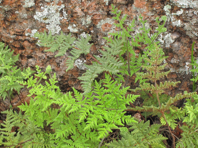 Gaga kaulfussii (Glandular lipfern) #43338