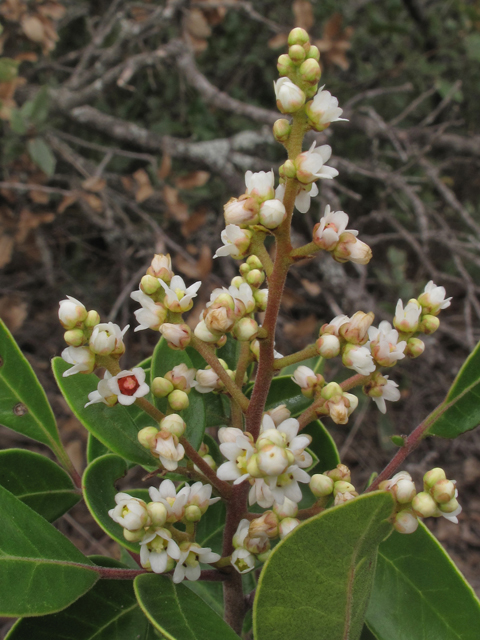 Rhus virens (Evergreen sumac) #43343