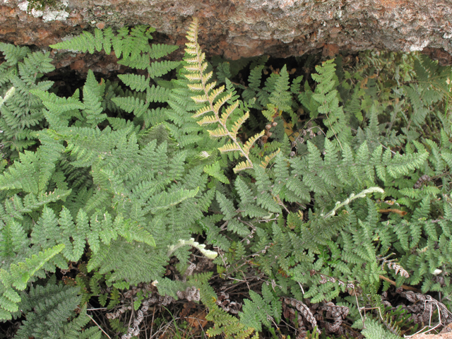 Cheilanthes tomentosa (Woolly lipfern) #43347