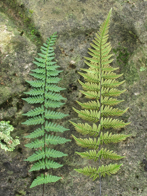 Cheilanthes alabamensis (Alabama lipfern) #43359