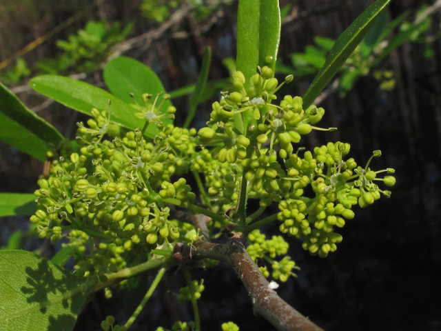 Nyssa biflora (Swamp tupelo) #43402