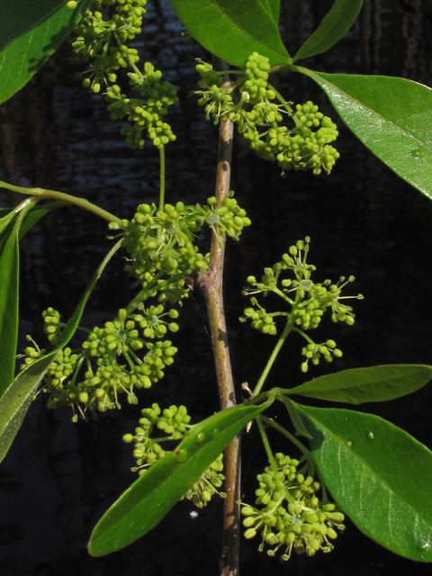 Nyssa biflora (Swamp tupelo) #43403