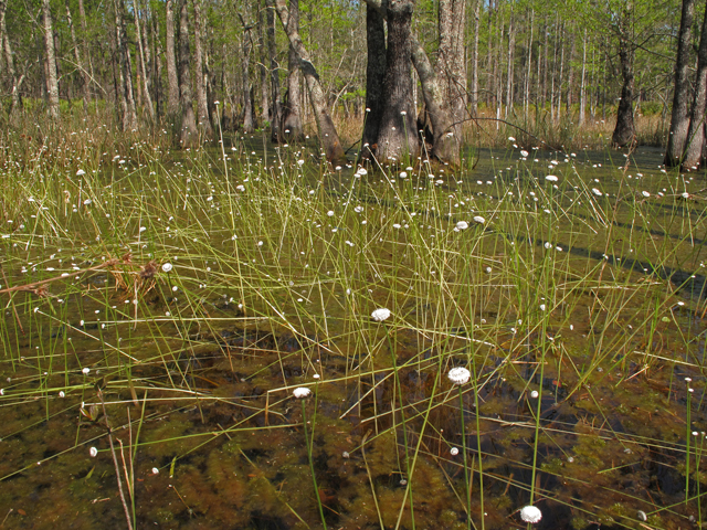 Eriocaulon compressum (Flattened pipewort) #43412