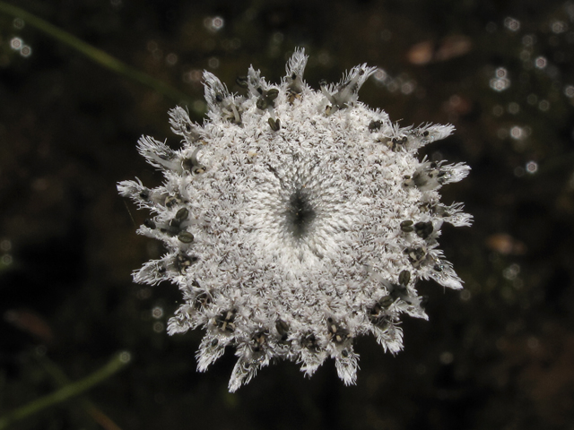 Eriocaulon compressum (Flattened pipewort) #43413