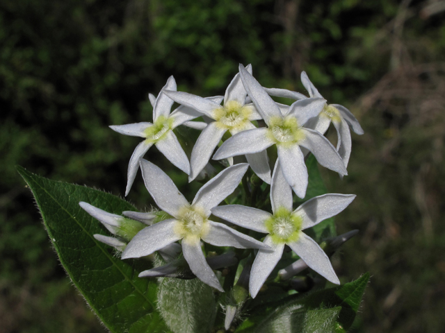 Amsonia ludoviciana (Louisiana bluestar) #43419