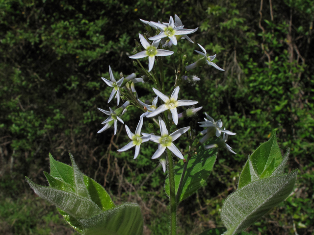 Amsonia ludoviciana (Louisiana bluestar) #43420