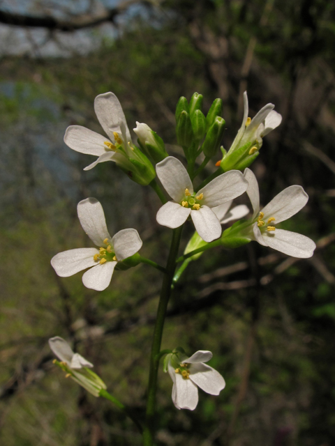 Arabis georgiana (Georgia rockcress) #43455