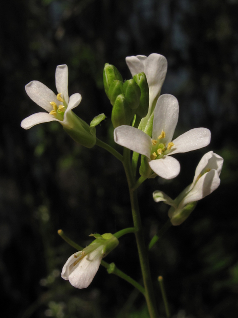 Arabis georgiana (Georgia rockcress) #43456