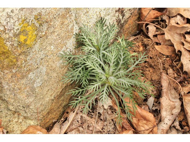 Ipomopsis rubra (Standing cypress) #43803