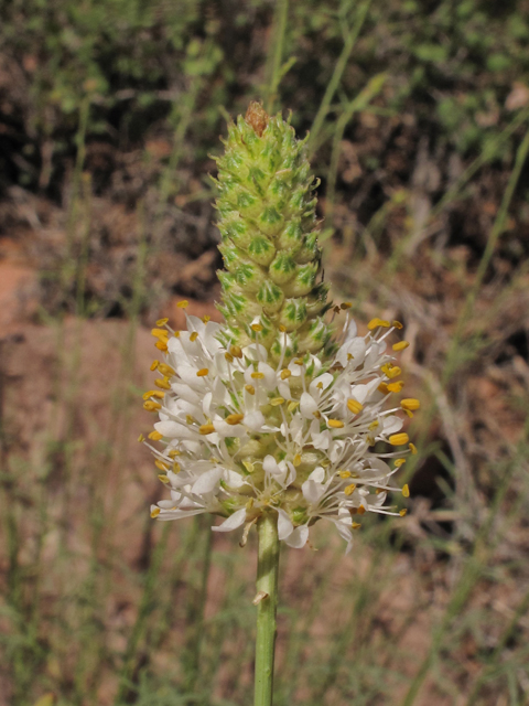 Dalea flavescens (Canyonlands prairie-clover) #43807