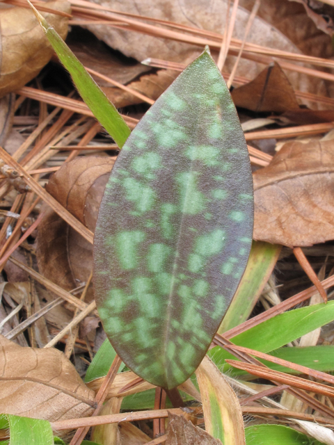 Erythronium umbilicatum (Dimpled trout lily) #43822