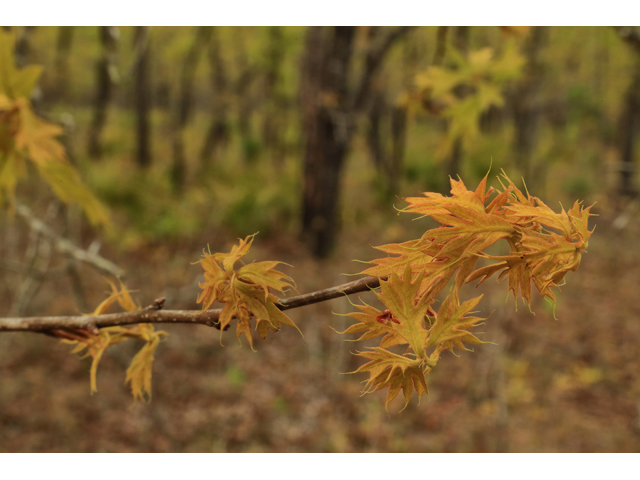 Quercus laevis (Turkey oak) #43896