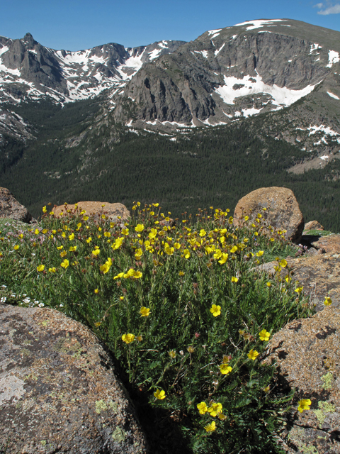 Geum rossii var. turbinatum (Ross's avens) #44064