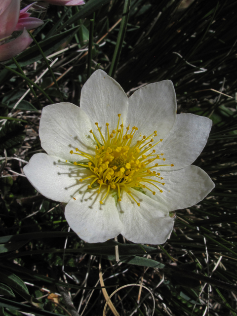 Dryas octopetala ssp. hookeriana (Hooker's mountain-avens) #44076