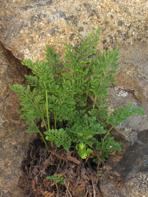 Cryptogramma acrostichoides (American rockbrake) #44078