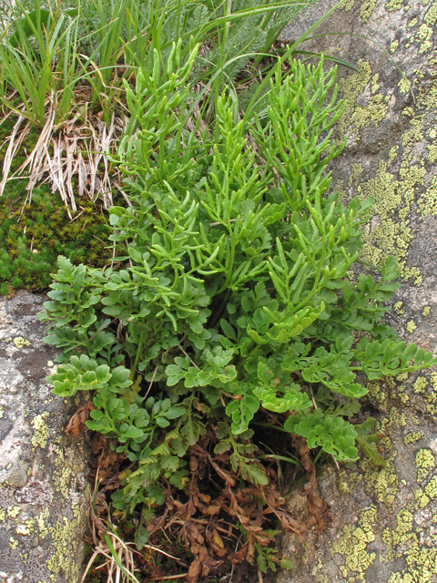 Cryptogramma acrostichoides (American rockbrake) #44079