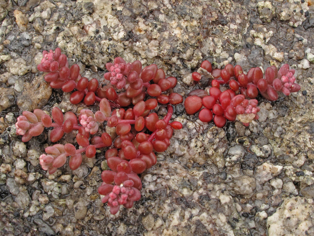 Diamorpha smallii (Elf orpine) #44107