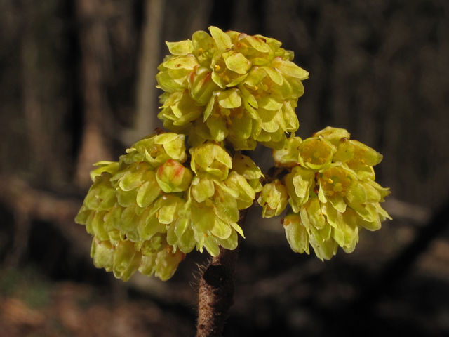 Rhus aromatica var. aromatica (Fragrant sumac) #44114