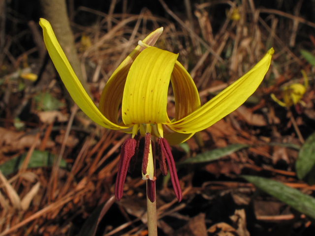 Erythronium umbilicatum (Dimpled trout lily) #44131