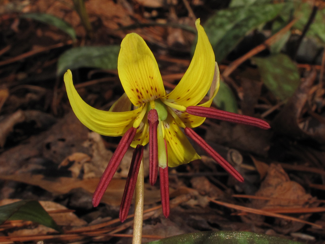 Erythronium umbilicatum (Dimpled trout lily) #44132