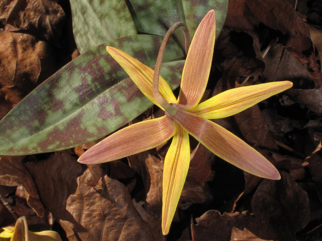 Erythronium umbilicatum (Dimpled trout lily) #44133