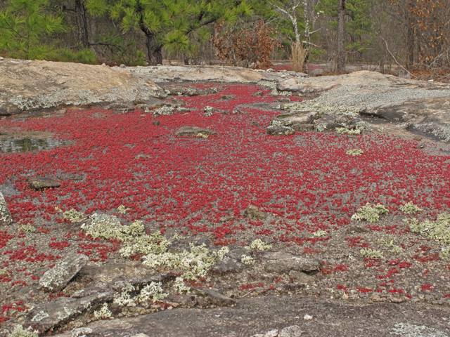 Diamorpha smallii (Elf orpine) #44138