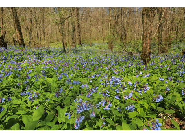 Mertensia virginica (Virginia bluebells) #44153