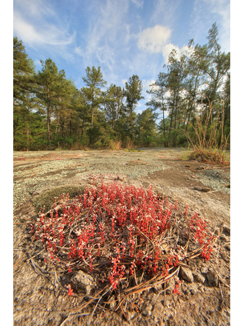 Diamorpha smallii (Elf orpine) #44226