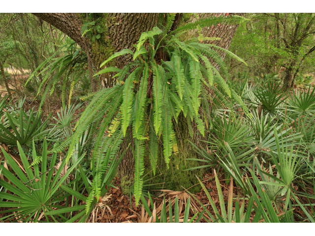 Nephrolepis exaltata ssp. exaltata (Boston fern) #44235