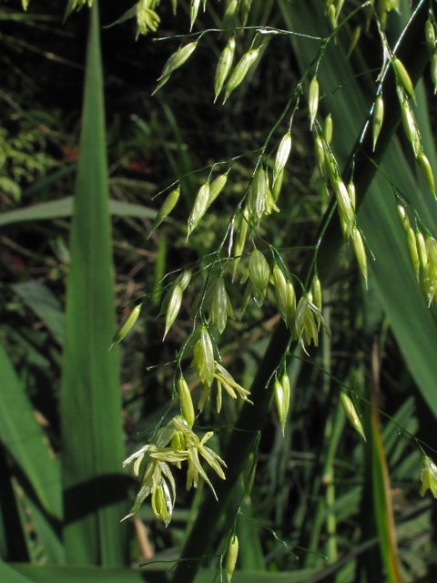 Zizania aquatica (Annual wildrice) #44393