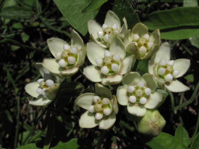 Funastrum clausum (White twinevine) #44398