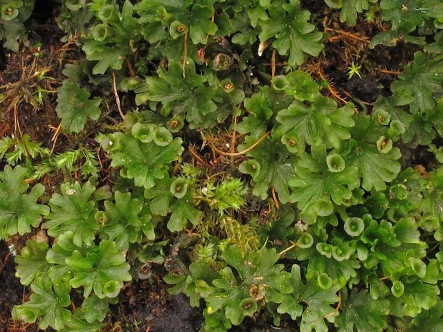 Trichomanes minutum (Tiny bristle fern) #44412