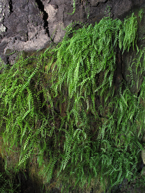 Asplenium rhomboideum (Diamond spleenwort) #44453