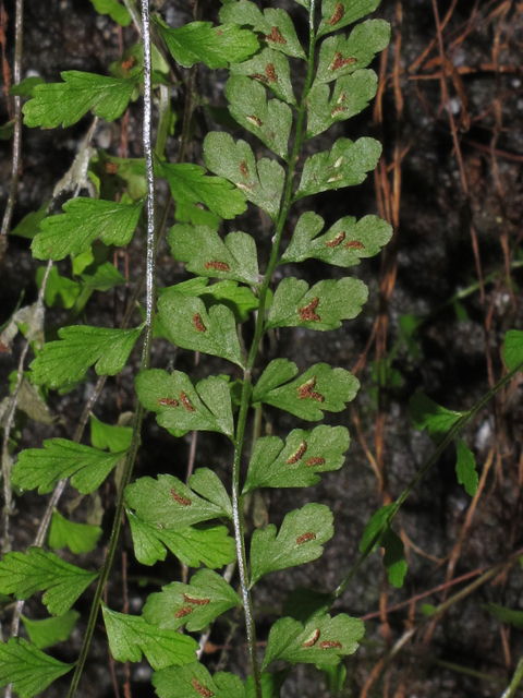 Asplenium rhomboideum (Diamond spleenwort) #44456