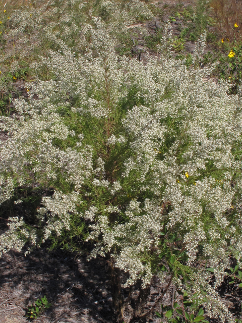 Eupatorium compositifolium (Yankeeweed ) #44495