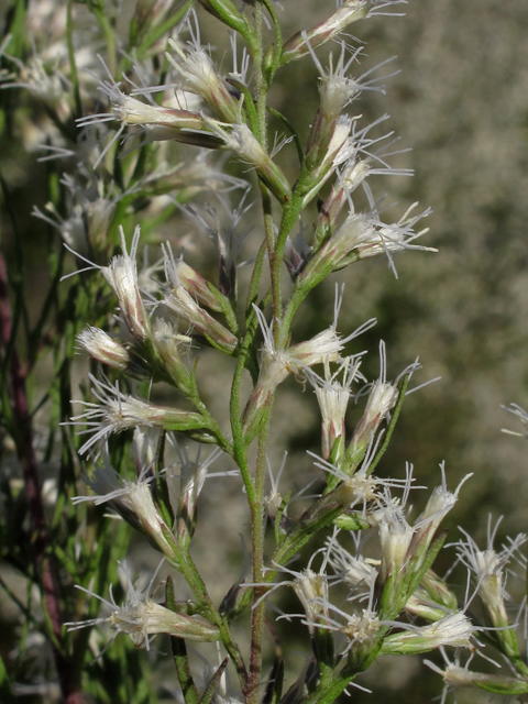 Eupatorium compositifolium (Yankeeweed ) #44500