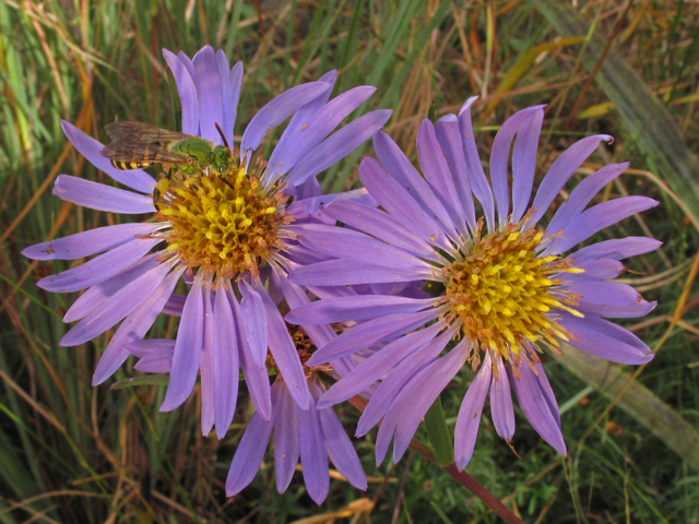 Eurybia paludosa (Southern swamp aster) #44536