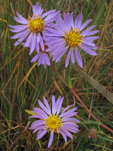 Eurybia paludosa (Southern swamp aster) #44546