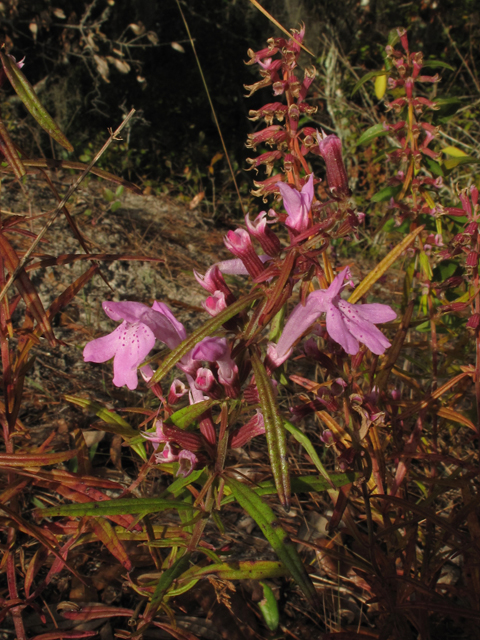 Dicerandra radfordiana (Radford's mint) #44550