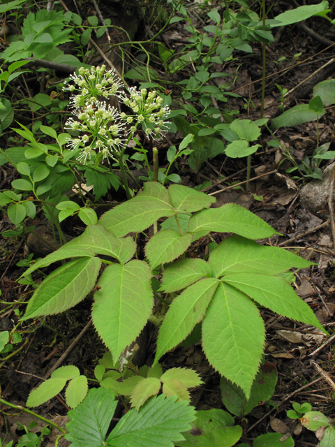 Aralia nudicaulis (Wild sarsaparilla) #44572