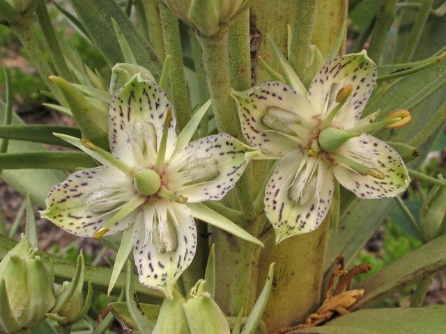 Frasera speciosa (Elkweed) #44586