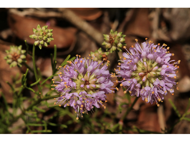 Dalea carnea (Whitetassels) #44678